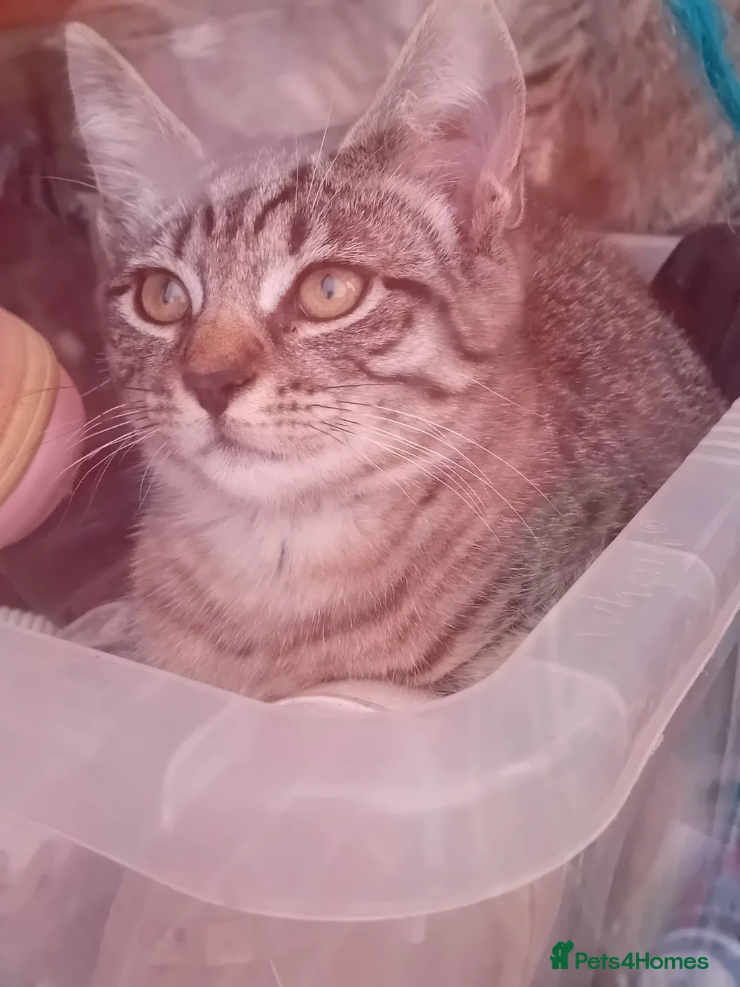 Mixed Breed cats for sale: 4 kittens  in Huddersfield - Advert 2