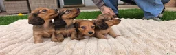 Miniature Dachshund dogs for sale: Miniature longhaired dachshund shaded cream girls in Cambridge - Advert 24