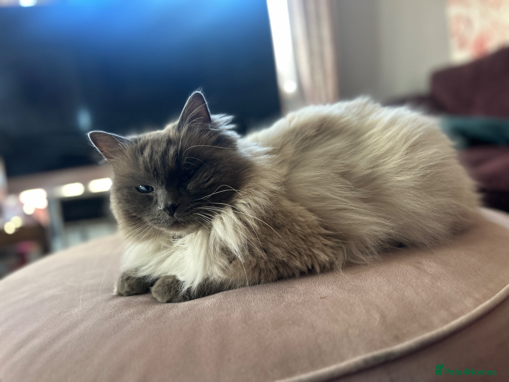 Ragdoll cats Stud ragdoll  - Advert 1