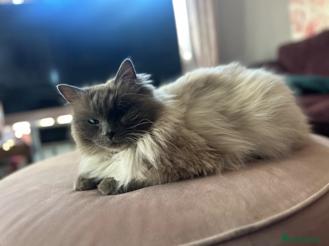 Ragdoll cats for stud: Stud ragdoll  - Advert 1