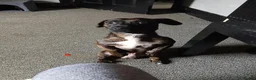 Mixed Breed dogs for sale: Looking for new home  in Blackpool - Advert 3
