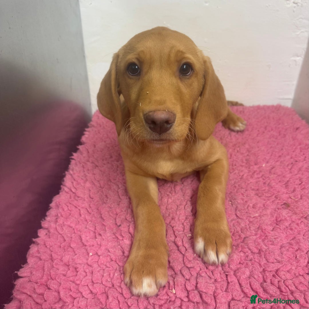 Labrador Retriever dogs for sale: 🧡 Pale Fox Red Yellow Labrador Puppies 💛 - Advert 21