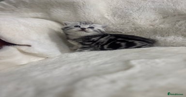 British Shorthair cats GCCF British shorthair silver tabby girls  - Advert 15