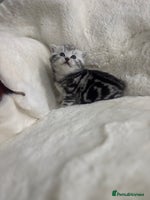 British Shorthair cats GCCF British shorthair silver tabby girls - Advert 6