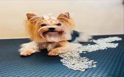 Yorkshire Terrier dogs for sale: Beautiful Mini Yorkshire Terrier two girls  - Image 7