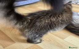 Maine Coon cats for sale: One girl left 💙  - Image 3