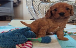 Cavapoo dogs for sale: F1B Cavapoo Red Puppies Males/Females - Image 5