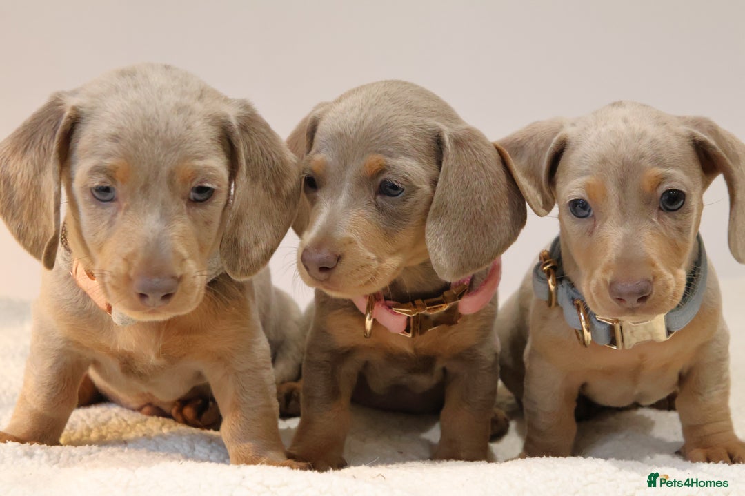 Miniature Dachshund dogs for sale:  🌟5StarsLicense+Holistic+KC+VetChecked+PRA Clear+ - Image 32
