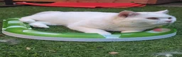British Shorthair cats for stud: 🤍 PROVEN White British Shorthair Stud Service 🤍 - Advert 7