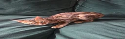 Bengal cats for sale: Female Bengal  - Advert 4