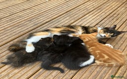 Mixed Breed cats for sale: 4 kittens ready next week - Image 4