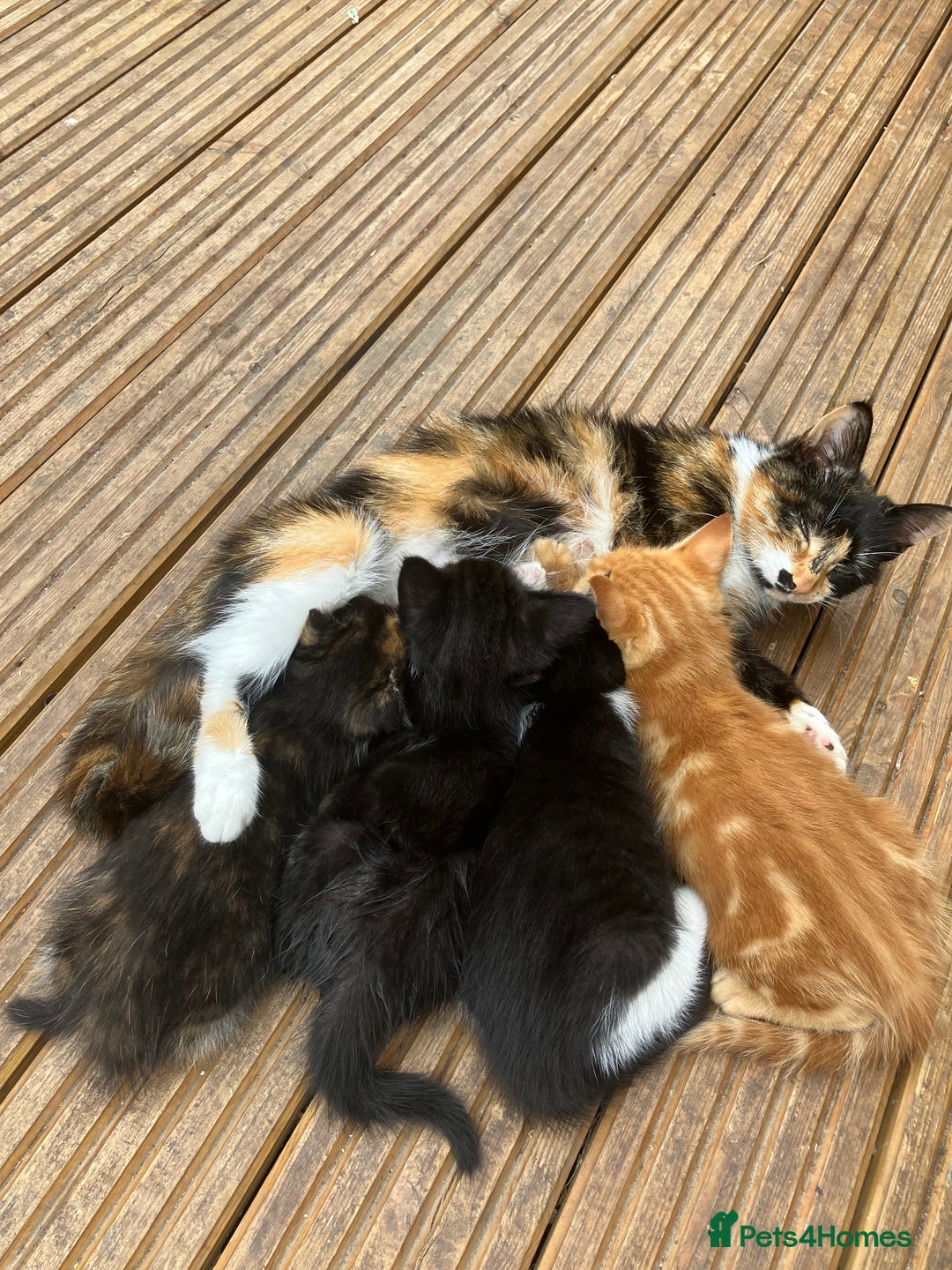 Mixed Breed cats for sale: 4 kittens ready next week - Image 4