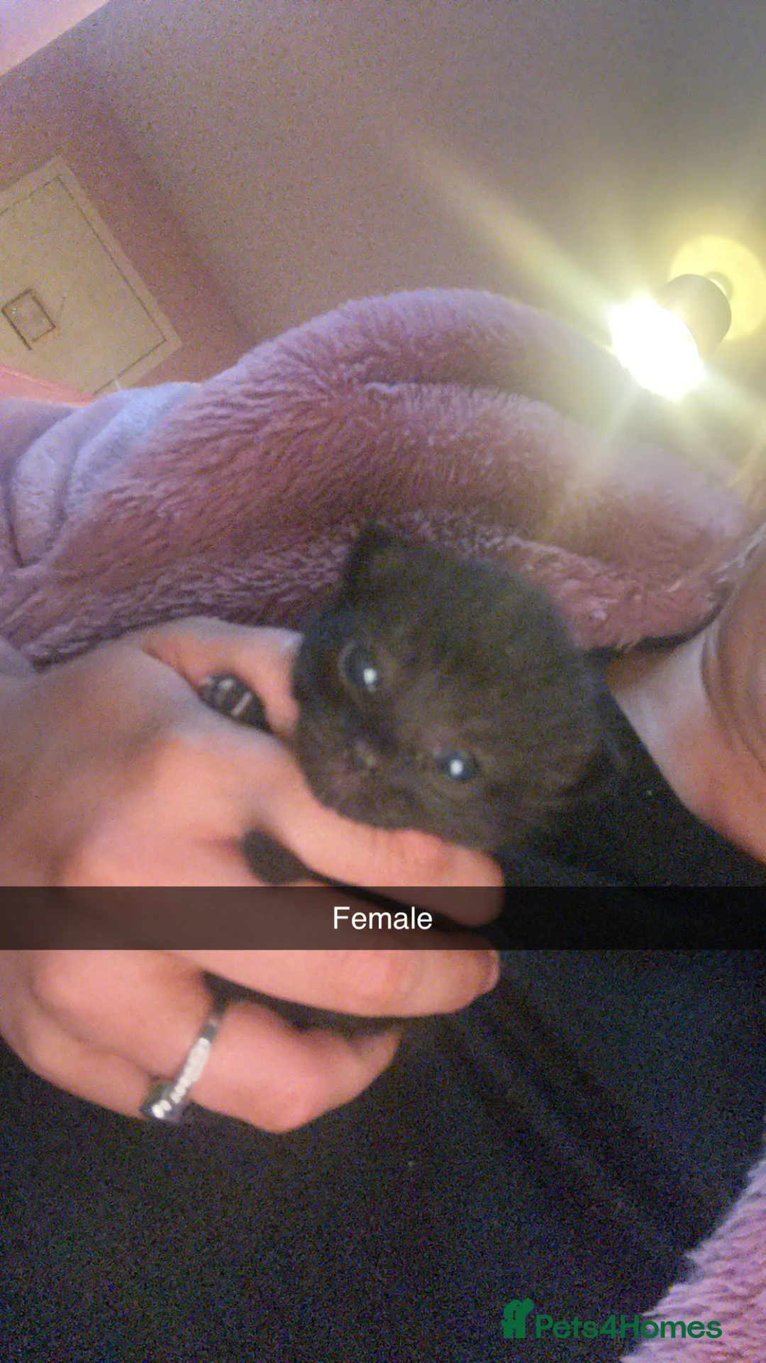 Mixed Breed cats for sale: 8 beautiful kittens looking for there forever home in Fraserburgh - Advert 2