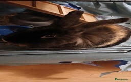 Mixed Breed rabbits for sale: Rabbit for sale - Image 2