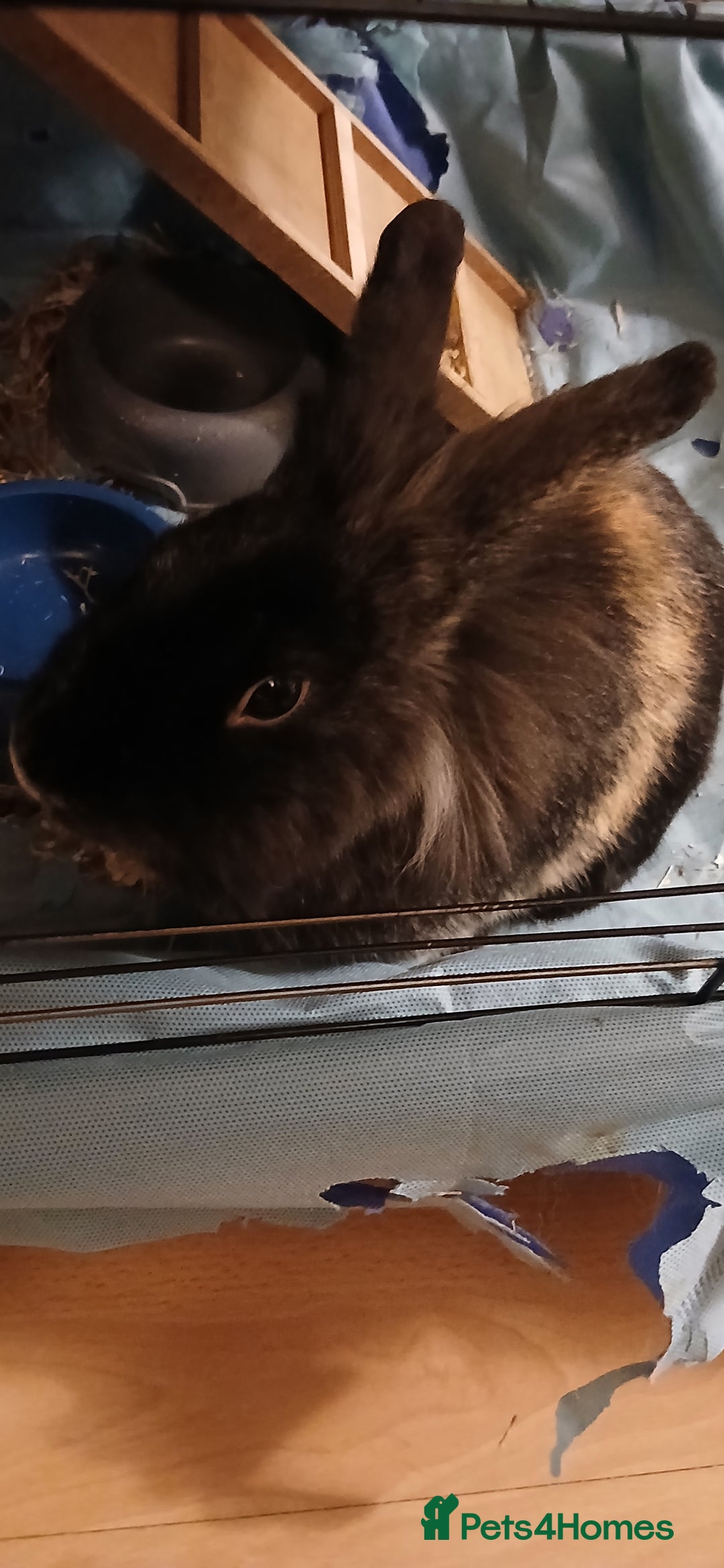 Mixed Breed rabbits for sale: Rabbit for sale - Image 2