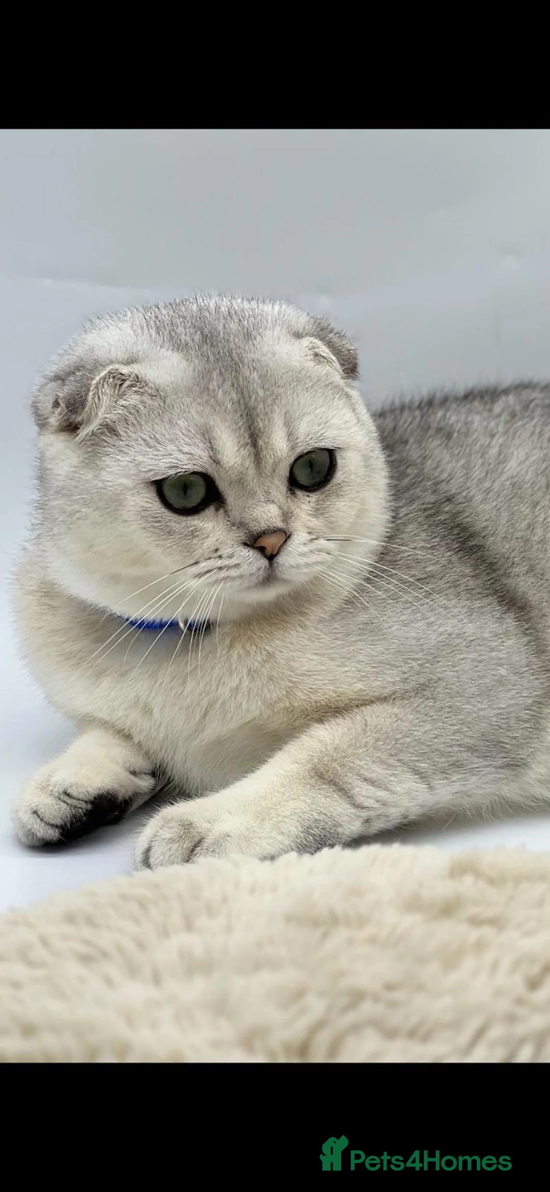 Scottish Fold cats for sale: Scottish Fold Kittens  - Advert 3