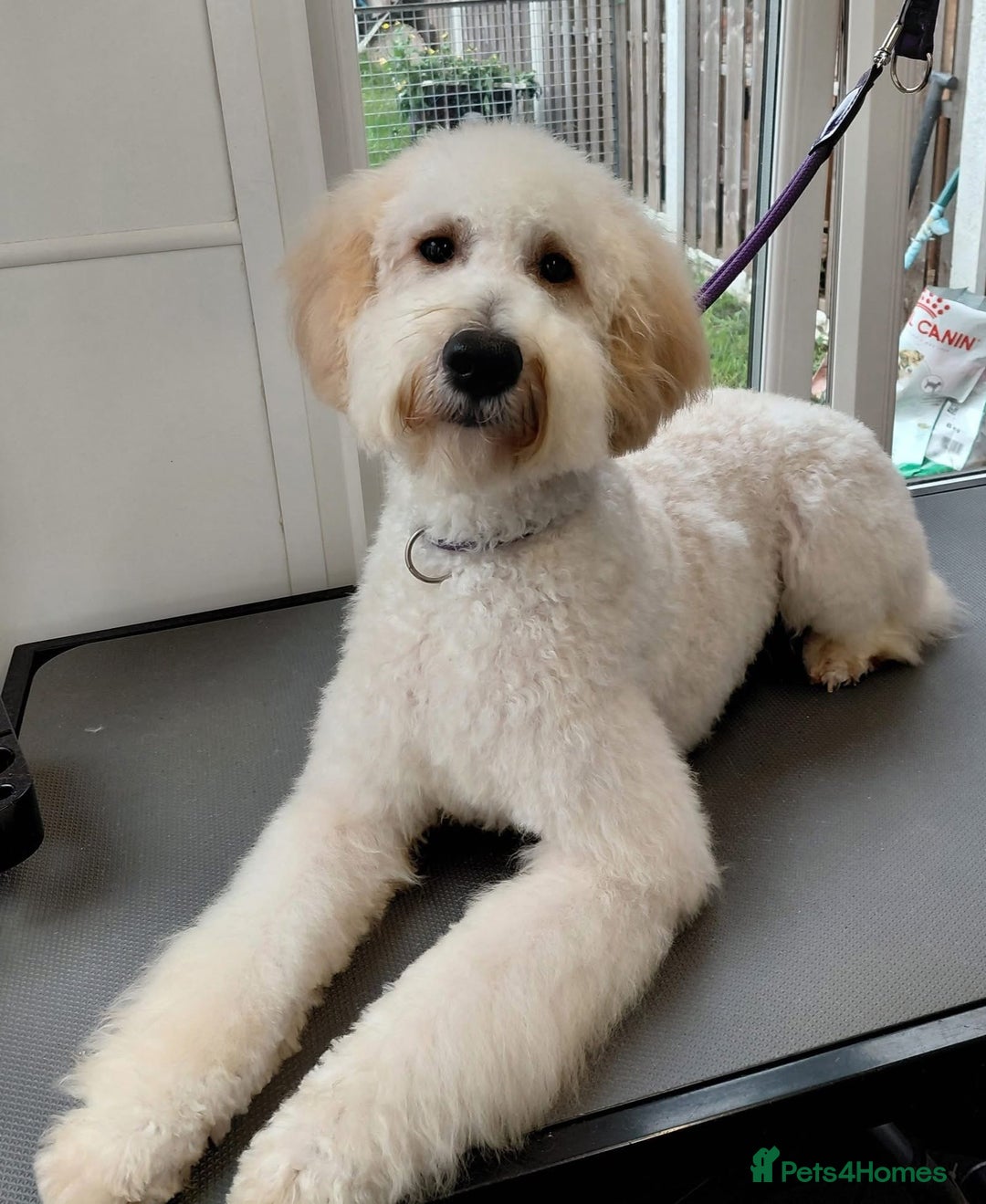 Irish Doodle dogs for sale: 10month Old Irish Doodle - Advert 1