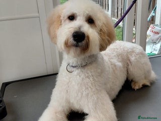 Irish Doodle dogs 10month Old Irish Doodle - Advert 2