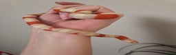 Milk Snake reptiles for sale: Albino milk snake - Advert 6