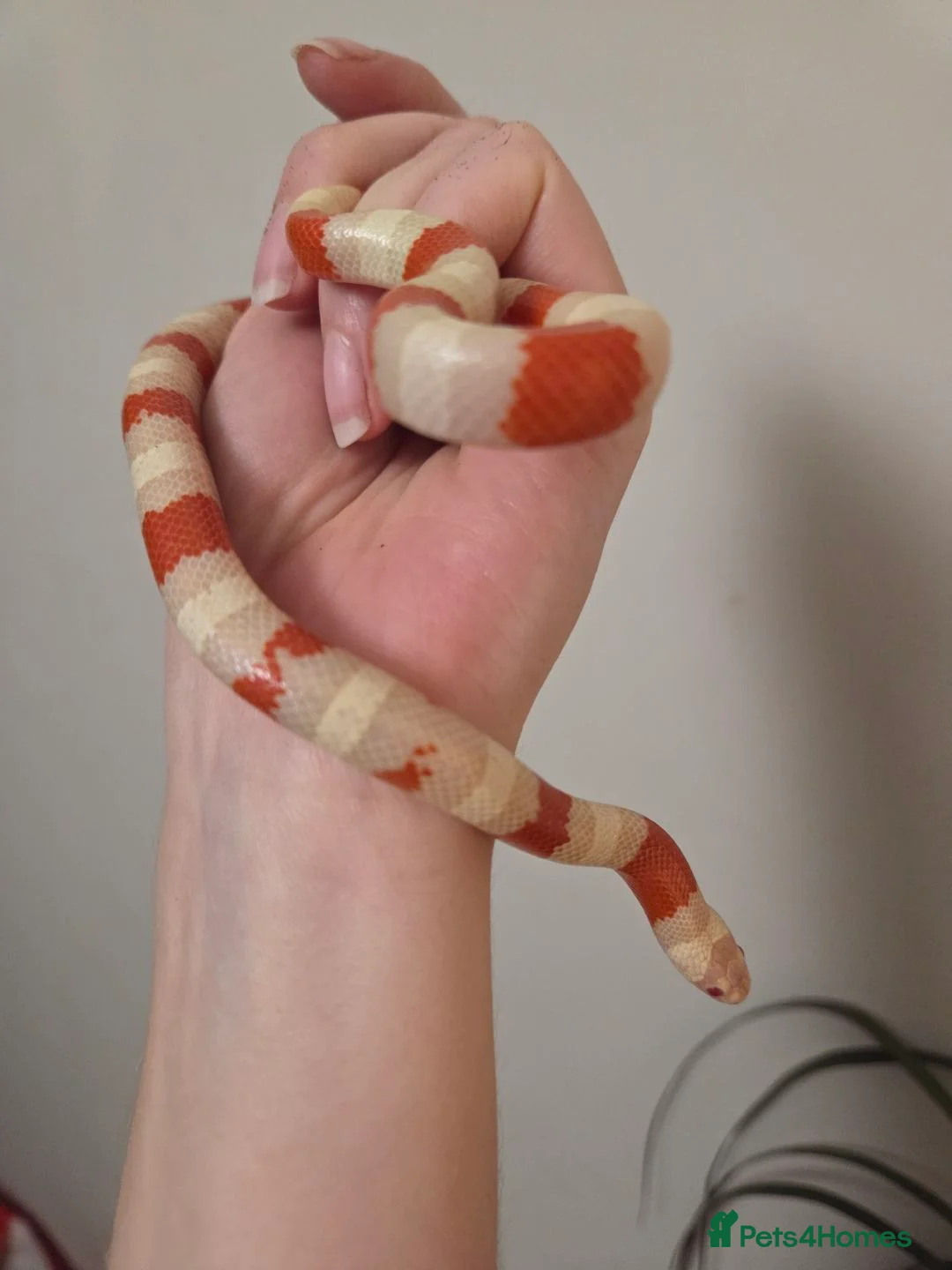 Milk Snake reptiles for sale: Albino milk snake - Advert 6