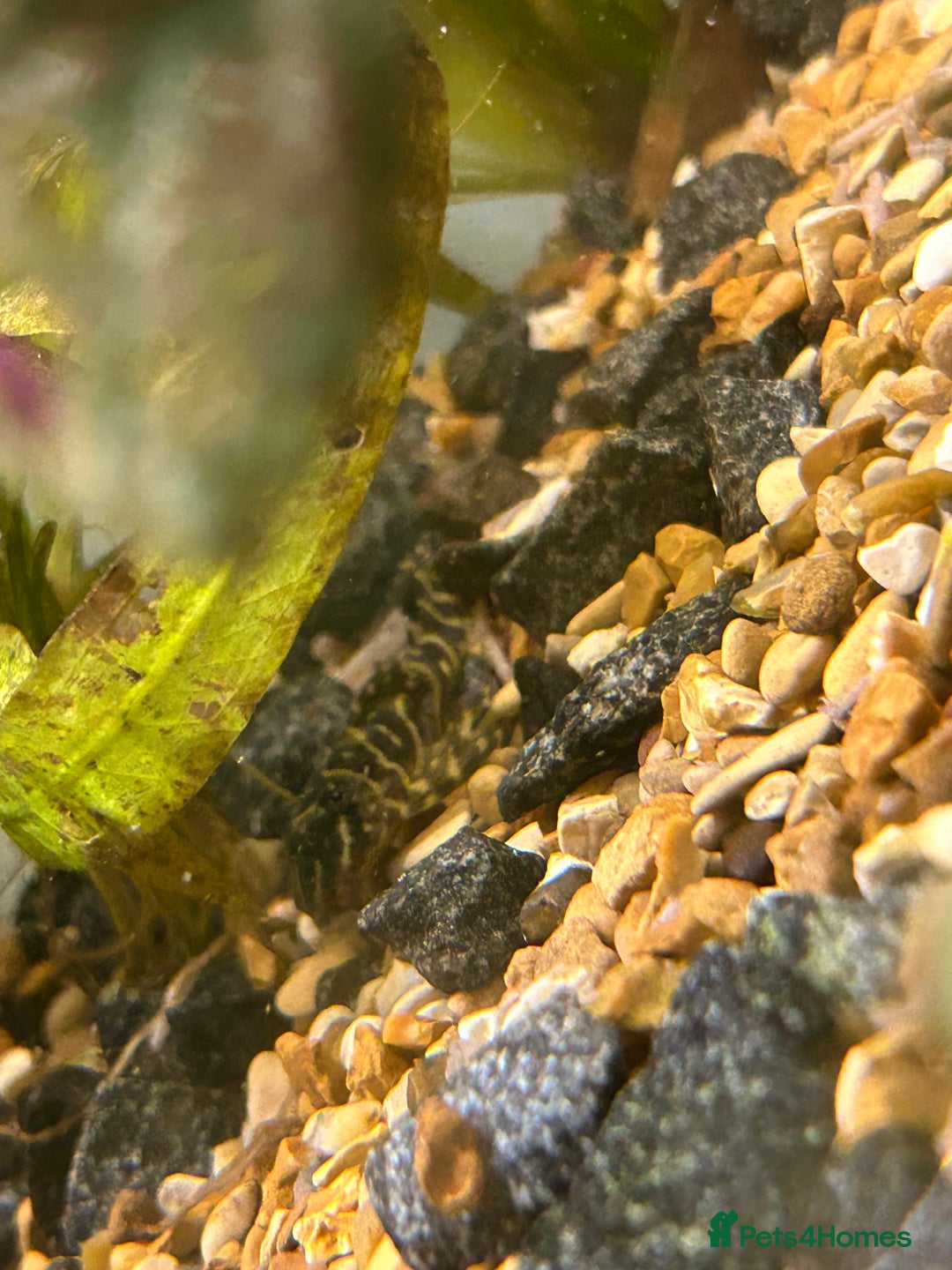 Other/Mixed Breed fish for sale: Fish tank and fish for sale - Advert 8