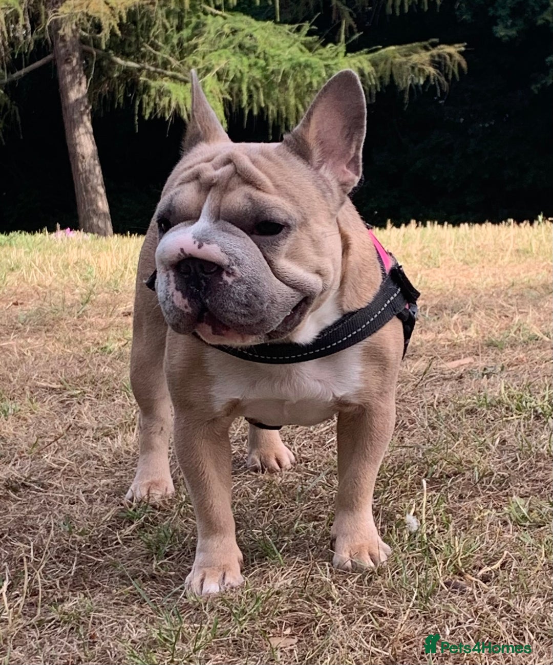 French Bulldog dogs for sale: Full ** French bulldog  - Image 6