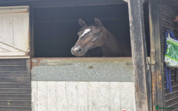 Irish Thoroughbred horses for sale: Crunchie-TB mare for sale with Galileo bloodlines - Image 7