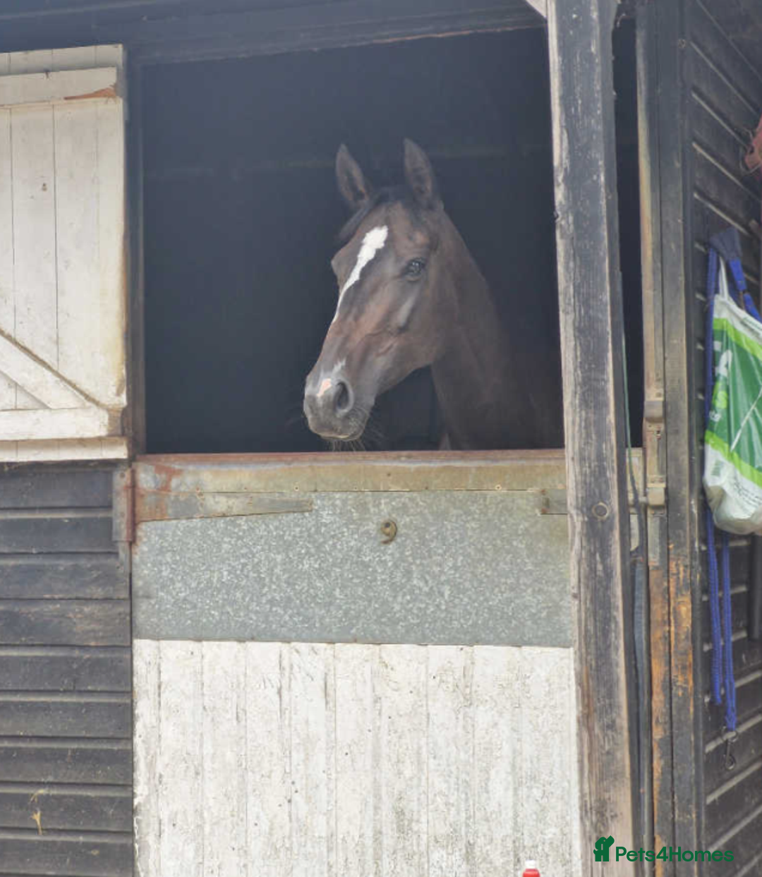 Irish Thoroughbred horses for sale: Crunchie-TB mare for sale with Galileo bloodlines - Image 7