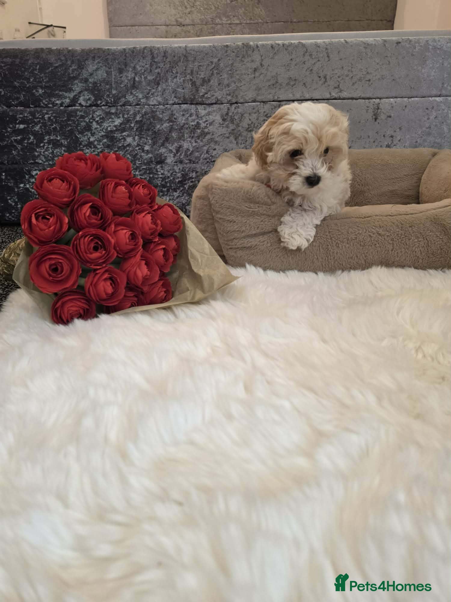 Bichon Frise dogs Male Bichon Frise 8 WEEKS OLD. Health and active  - Advert 7
