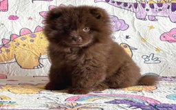 Siberian Husky dogs for sale: Stunning exotic colour puppies for sale  - Image 9