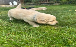Cockapoo dogs for sale: Cockapoo puppies - Image 11