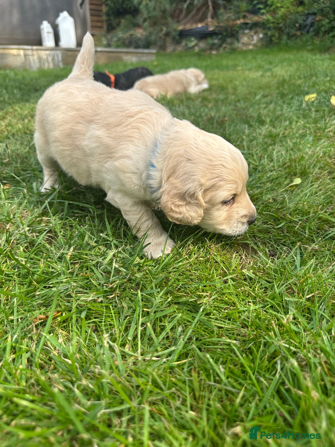 Cockapoo dogs for sale: Cockapoo puppies - Image 11