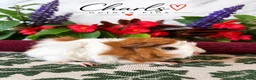 Guinea Pig rodents for sale: LOTS OF BABY Guinea Pigs for sale  - Advert 10