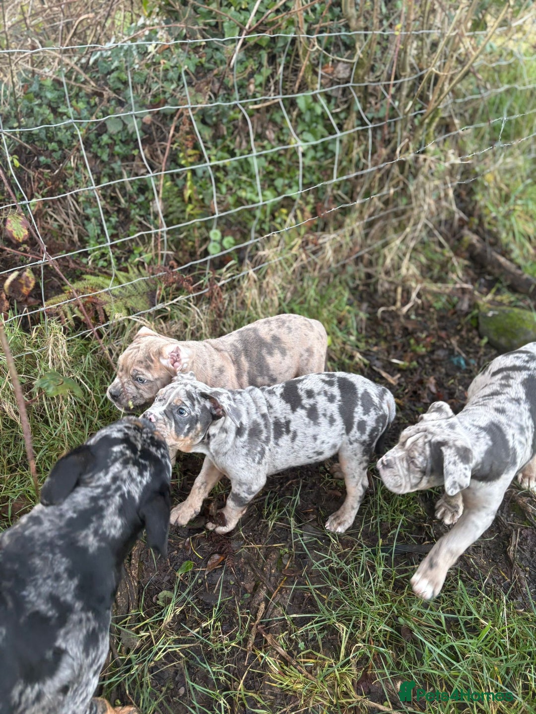 Olde English Bulldogge dogs for sale: 3 male puppy Olde English Bulldogges left - Advert 22