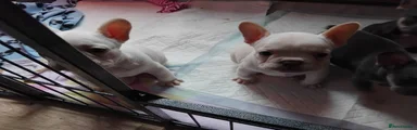 French Bulldog Puppy 4
