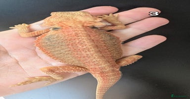 Bearded Dragon reptiles - Advert 9