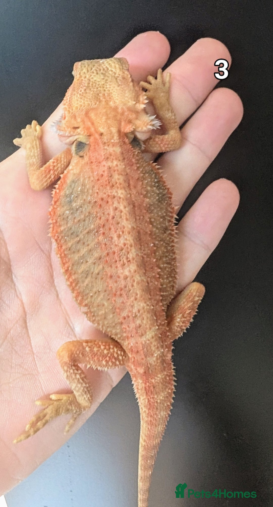 Bearded Dragon reptiles for sale: Bearded dragons male. Last few left - Image 5