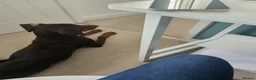 Dobermann dogs for sale: Chocolate doberman female - Advert 5