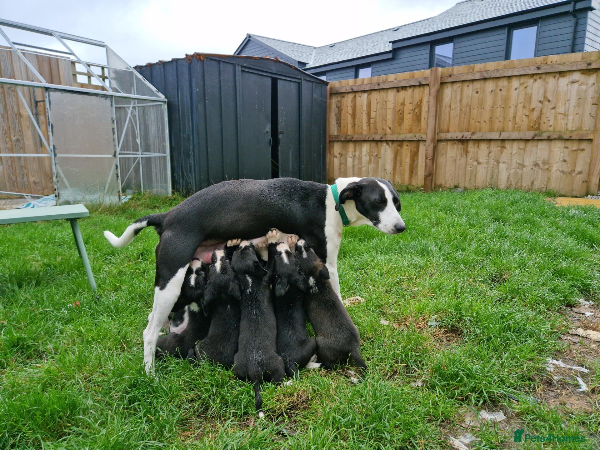 Mixed Breed dogs Collie x puppies - Advert 1