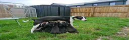 Mixed Breed dogs for sale: Collie x puppies in Redruth - Advert 1