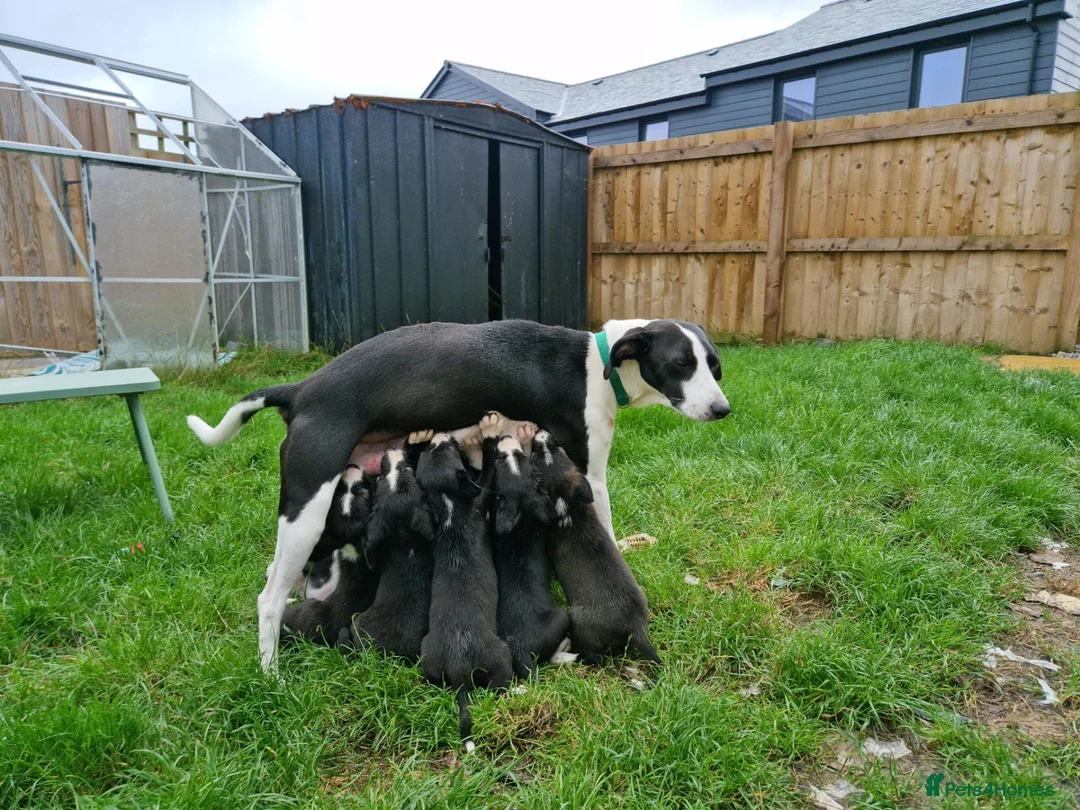 Mixed Breed dogs for sale: Collie x puppies in Redruth - Advert 1