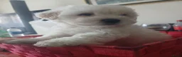 Bichon Frise dogs for sale: Adorable Bichon Puppies Looking for Homes! 🐾 in Stourbridge - Advert 15