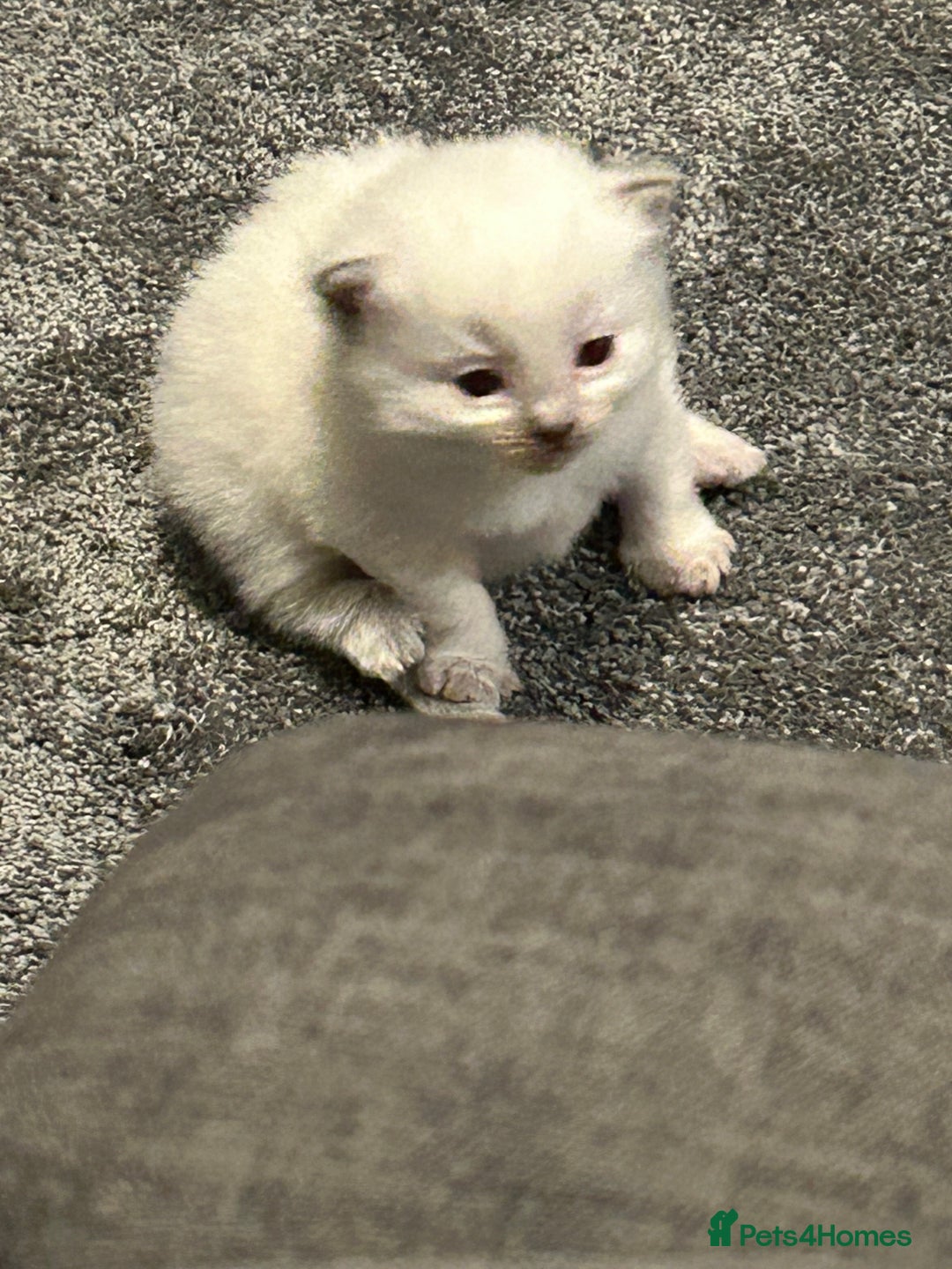 Ragdoll cats for sale: Fully health tested blue point rag doll  - Image 4