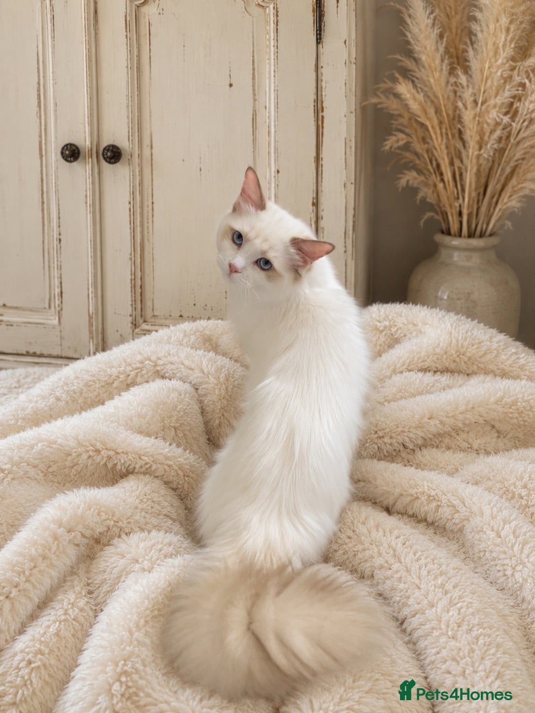 Ragdoll cats 3 Extra Chunky Boys Left! TICA REGISTERED RAGDOLLS - Advert 3