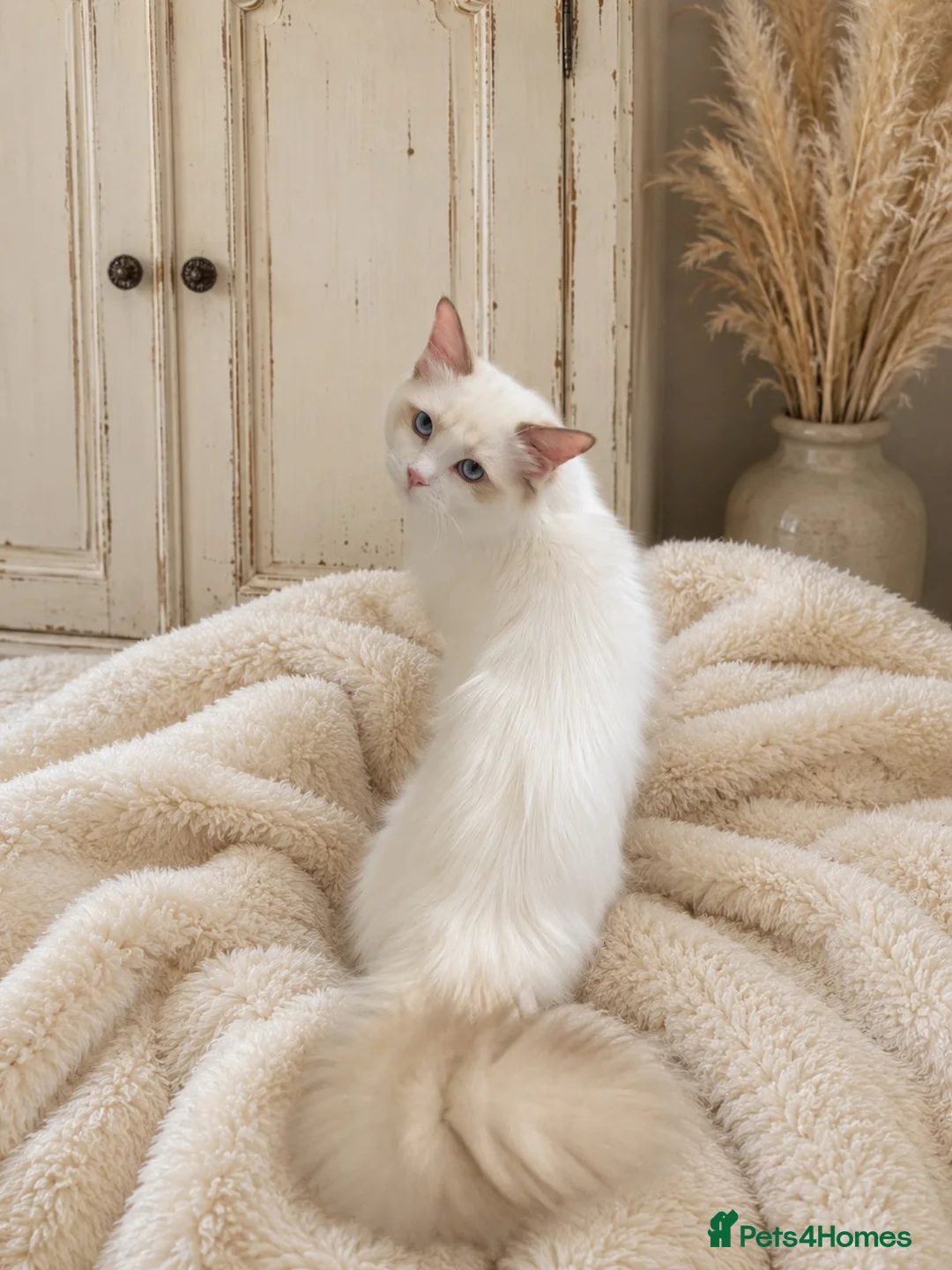 Ragdoll cats for sale: 2 Extra Chunky Boys Left! TICA REGISTERED RAGDOLLS - Advert 2