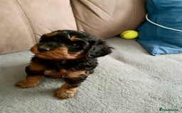 Cavapoo dogs for sale: Only 1 puppy left! F1B Cavapoo pups! - Image 3