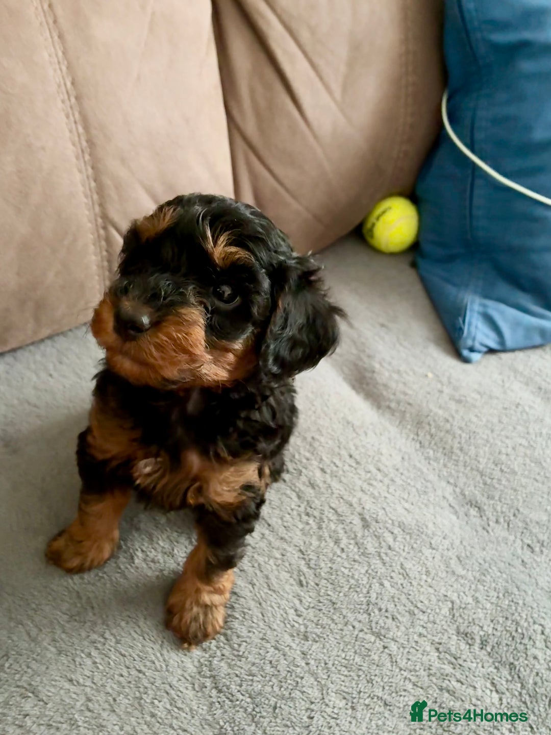 Cavapoo dogs for sale: Only 1 puppy left! F1B Cavapoo pups! - Image 3