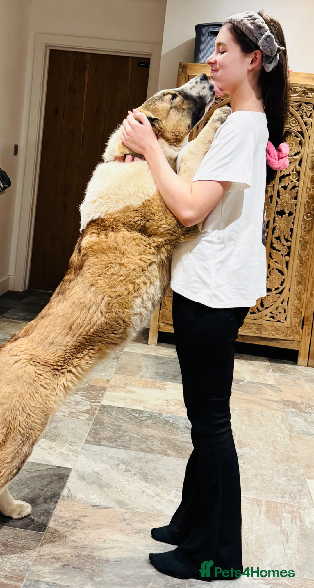 Central Asian Shepherd dogs for sale: Female central asian  - Advert 2