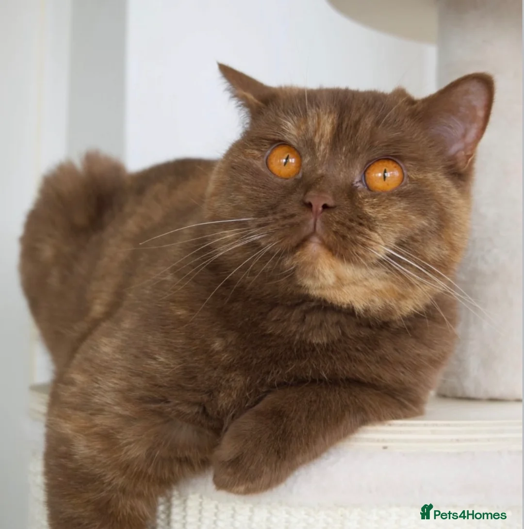 British Shorthair cats for sale: GCCF Registered Kittens British Shorthair - Advert 1