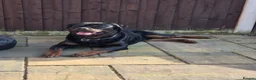 Rottweiler dogs for stud: Rottweiler for stud only  - Advert 6